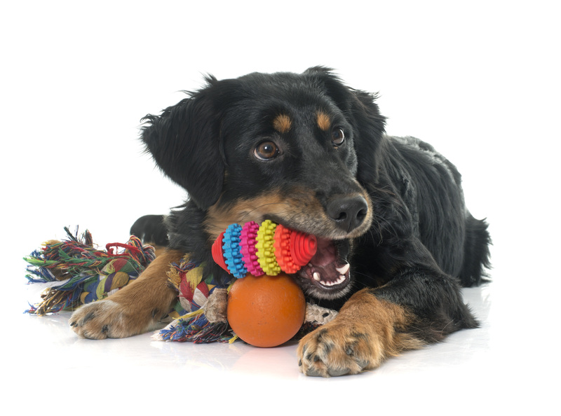 Moving house moving company